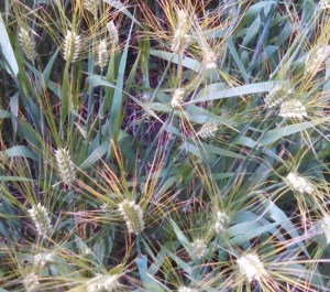 prairie grass small