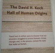 david h koch