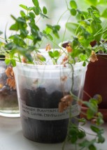 White clover (Trifolium repens) sprouted from seeds collected in Bushwick, Brooklyn, growing on the author’s windowsill. (Photo courtesy Dan Phiffer)