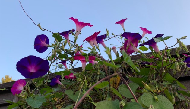 Morning Glories