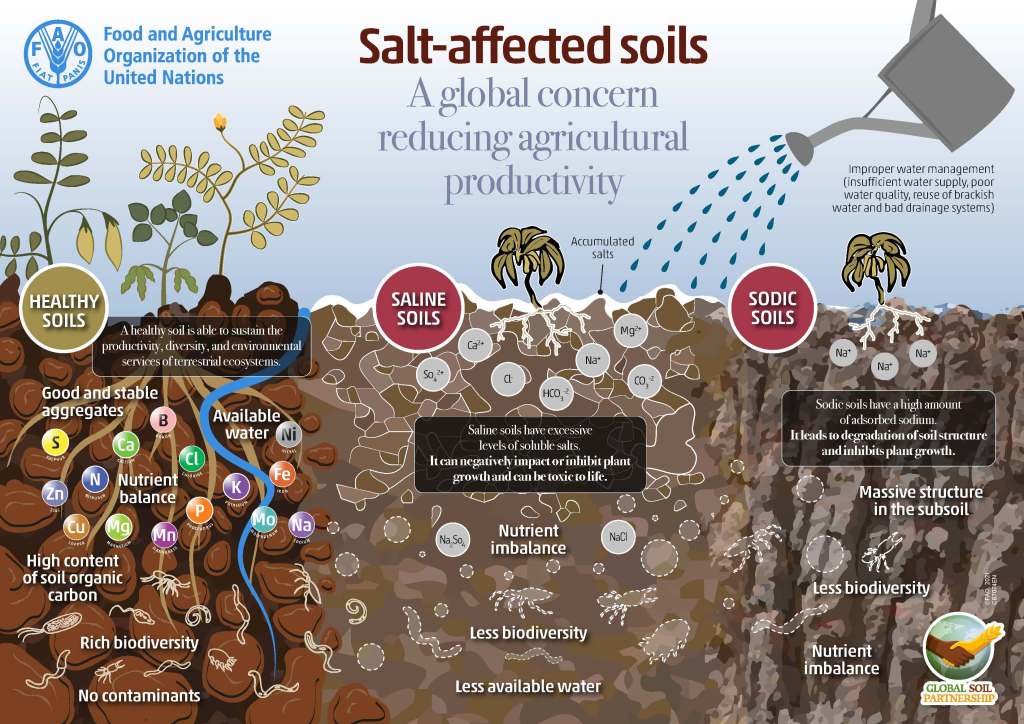 Salt affect soils poster from FAO
